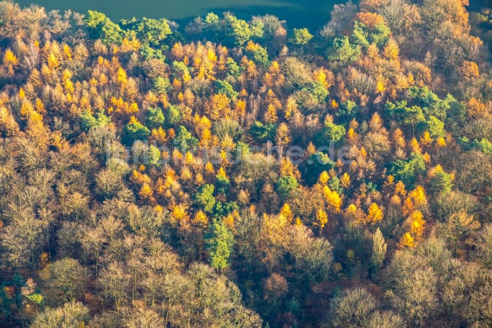 Luftbild Haltern am See - Herbstluftbild See- Insel im Halterner Stausee in Haltern am See im Bundesland Nordrhein-Westfalen, Deutschland