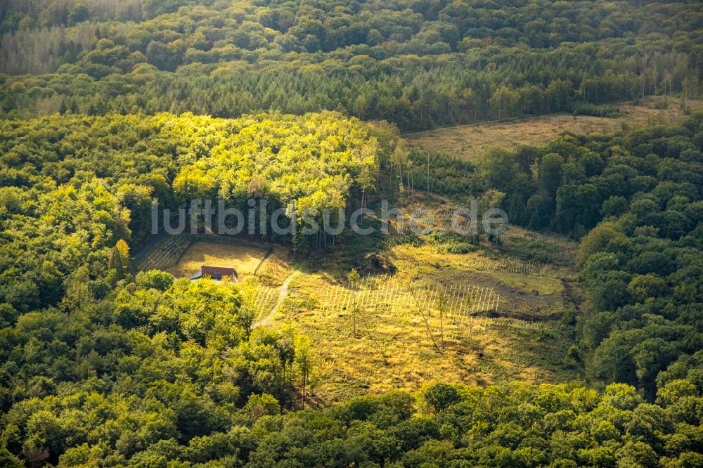 Menden (Sauerland) aus der Vogelperspektive: Herbstluftbild Sonnenstrahlen auf einem Waldgebiet in Menden (Sauerland) im Bundesland Nordrhein-Westfalen, Deutschland