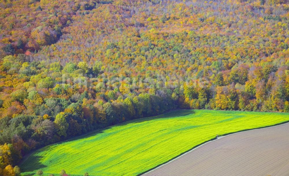 Luftaufnahme Liebenburg - Herbststimmung am Waldgebiet in Liebenburg in Niedersachsen