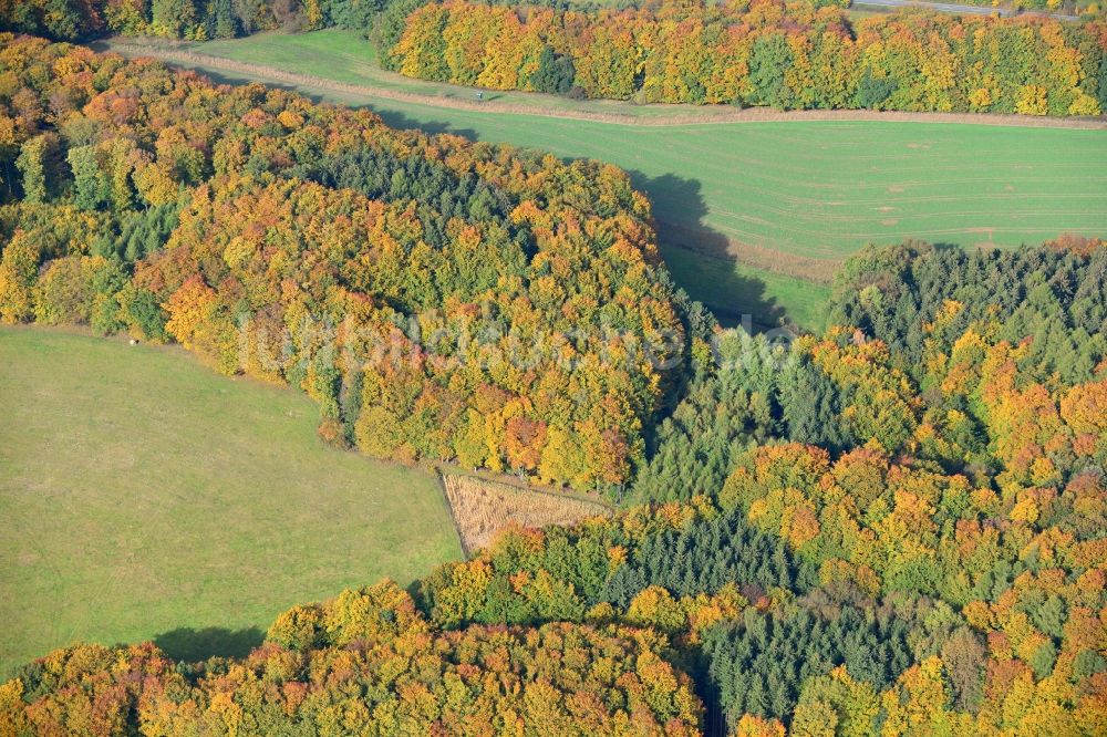 Reine von oben - Herbststimmung am Waldgebiet in Reine in Nordrhein-Westfalen