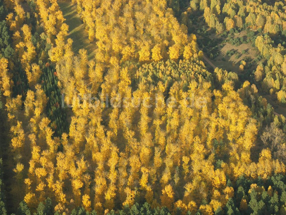 Petkus von oben - Herbstwald bei Petkus