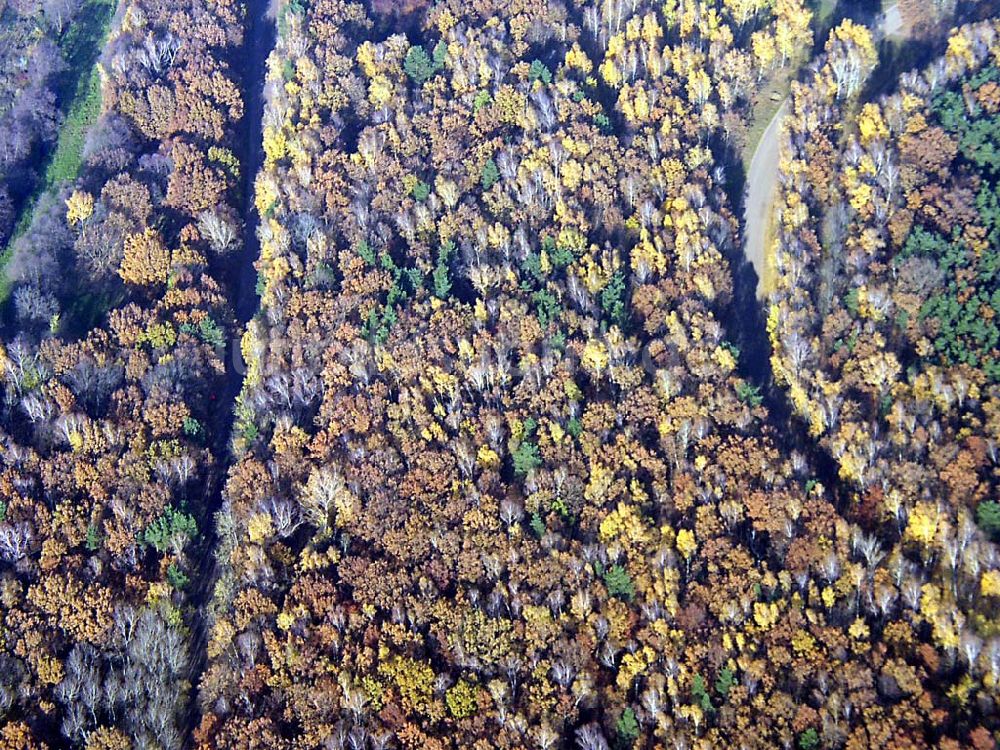 Neuenhagen / BRB aus der Vogelperspektive: Herbstwaldstimmung bei Neuenhagen Neuenhagen / BRB