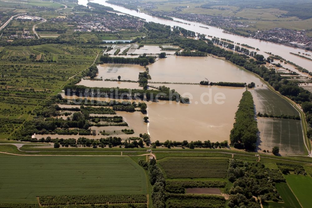 Ingelheim von oben - Hochwasser - Situation nach Öffnung der Hochwasserpolder in Ingelheim im Bundesland Rheinland-Pfalz