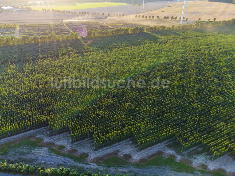 Elstra von oben - Hopfenplantage in Elstra im Bundesland Sachsen, Deutschland