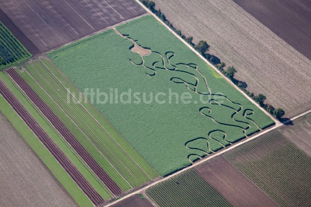 Luftbild Gönnheim - Irrgarten - Labyrinth auf einem Feld in Gönnheim im Bundesland Rheinland-Pfalz, Deutschland