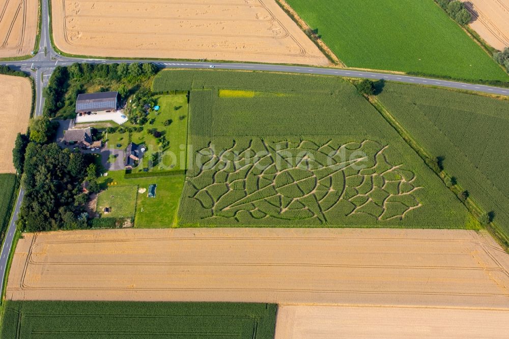 Soest aus der Vogelperspektive: Irrgarten - Labyrinth mit den Umrissen einer Windrose auf einem Mais- Feld in Soest im Bundesland Nordrhein-Westfalen