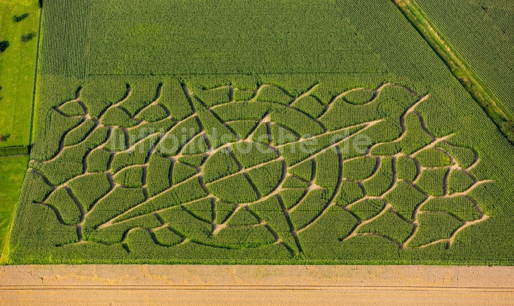 Luftbild Soest - Irrgarten - Labyrinth mit den Umrissen einer Windrose auf einem Mais- Feld in Soest im Bundesland Nordrhein-Westfalen