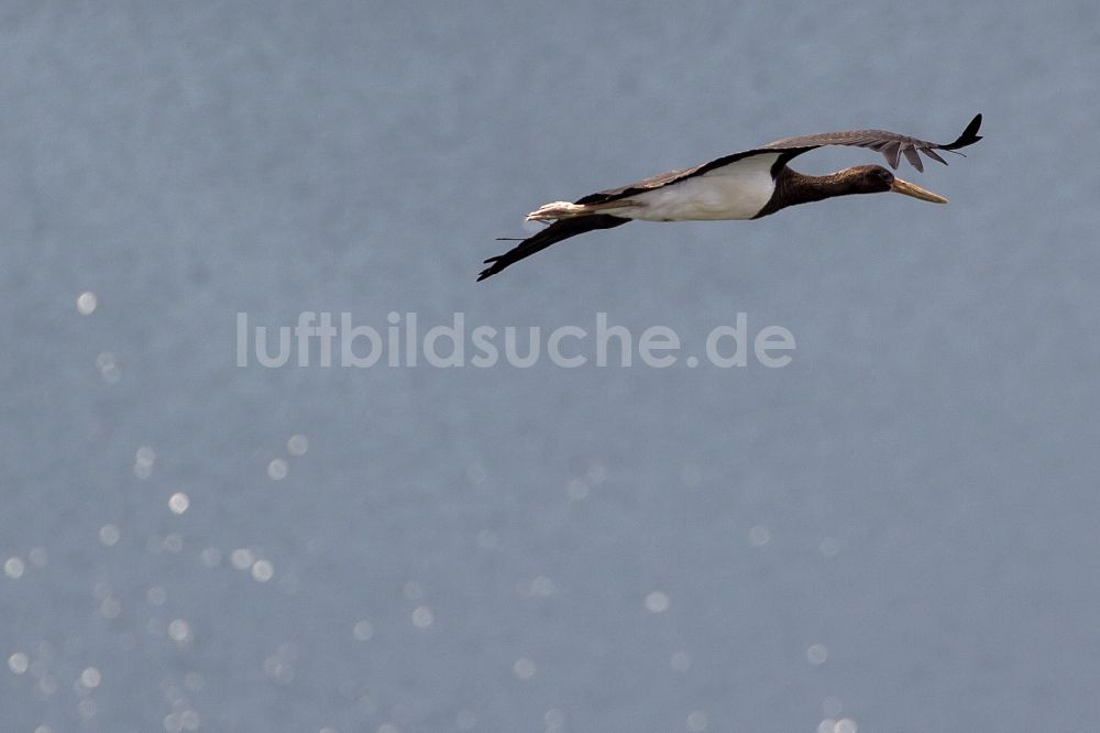 Ennepetal aus der Vogelperspektive: Jungvogel des Schwarzstorch (Ciconia ciconia) im Flug über das Gebiet an der Ennepetalsperre bei Ennepetal im Bundesland Nordrhein-Westfalen