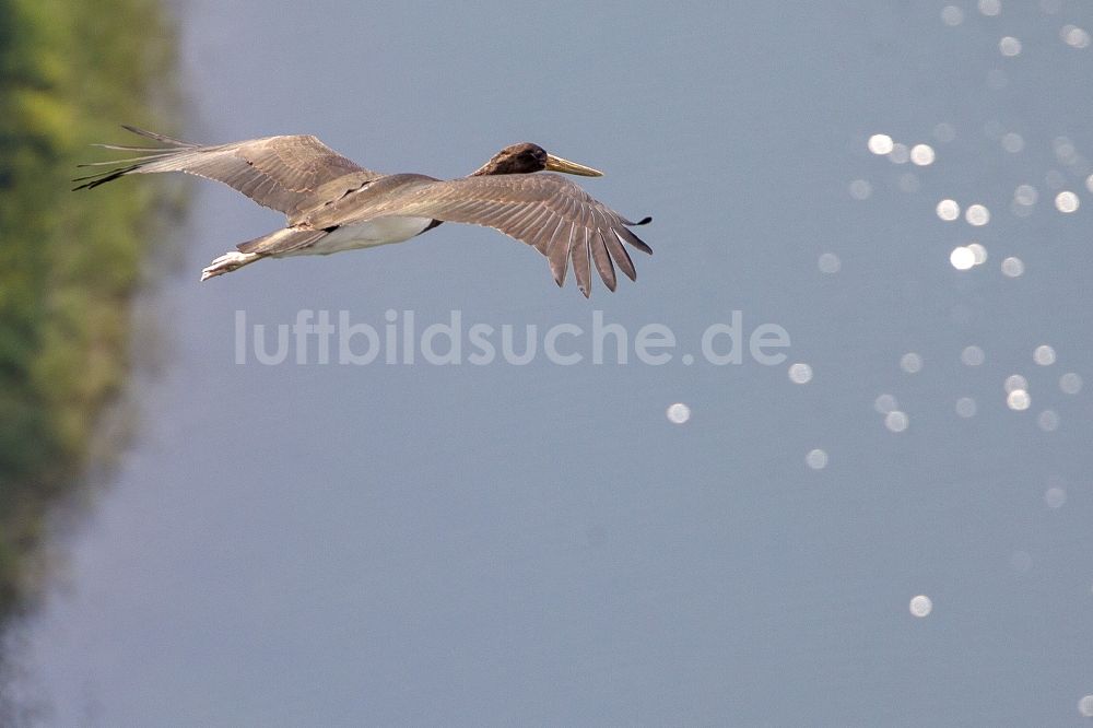 Luftbild Ennepetal - Jungvogel des Schwarzstorch (Ciconia ciconia) im Flug über das Gebiet an der Ennepetalsperre bei Ennepetal im Bundesland Nordrhein-Westfalen