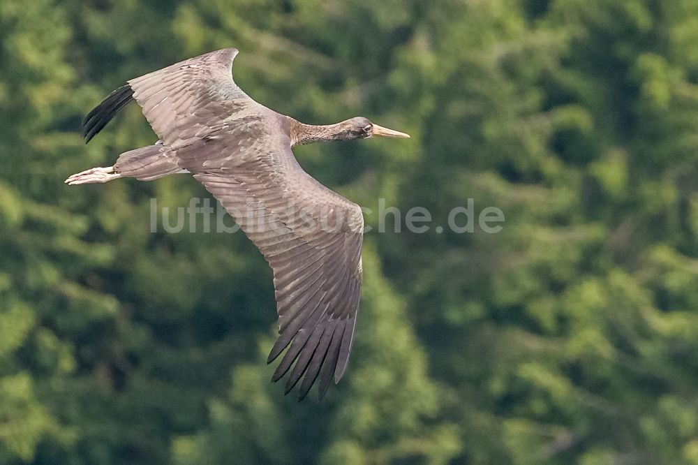 Luftaufnahme Ennepetal - Jungvogel des Schwarzstorch (Ciconia ciconia) im Flug über das Gebiet an der Ennepetalsperre bei Ennepetal im Bundesland Nordrhein-Westfalen