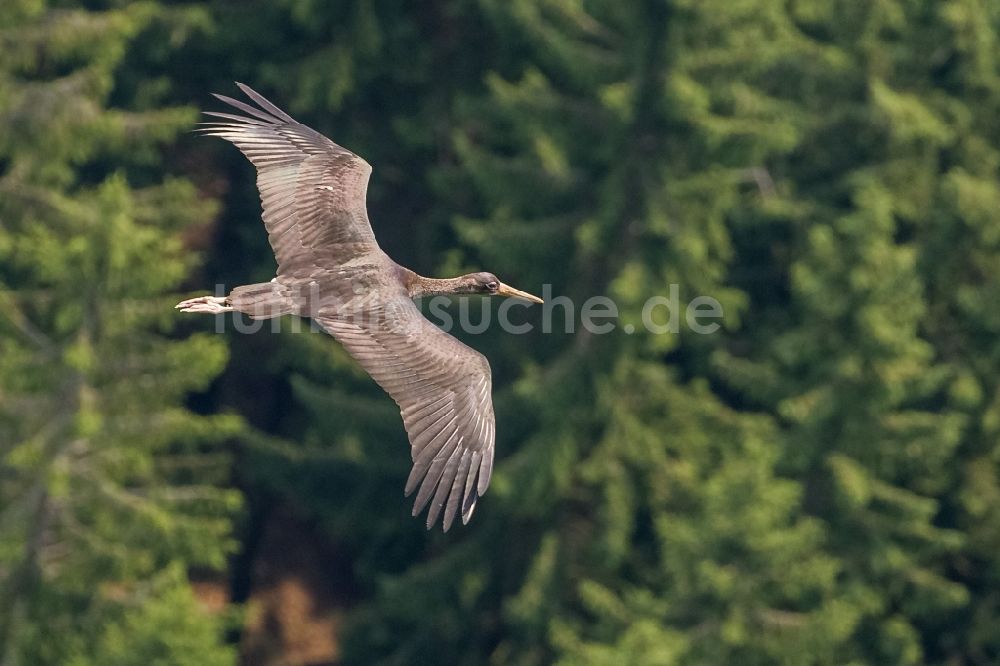 Ennepetal von oben - Jungvogel des Schwarzstorch (Ciconia ciconia) im Flug über das Gebiet an der Ennepetalsperre bei Ennepetal im Bundesland Nordrhein-Westfalen