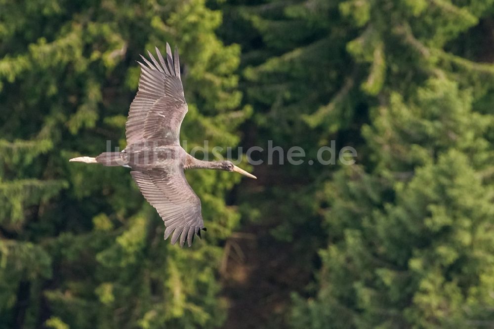 Ennepetal aus der Vogelperspektive: Jungvogel des Schwarzstorch (Ciconia ciconia) im Flug über das Gebiet an der Ennepetalsperre bei Ennepetal im Bundesland Nordrhein-Westfalen