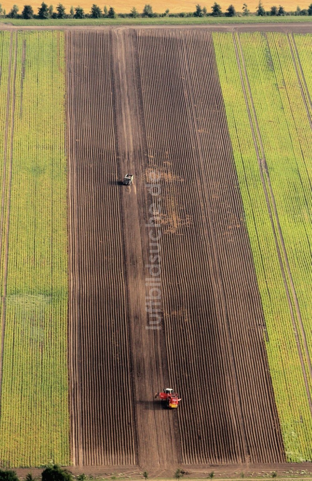 Luftaufnahme Nottleben - Kartoffelernte auf einem Feld in Nottleben in Thüringen