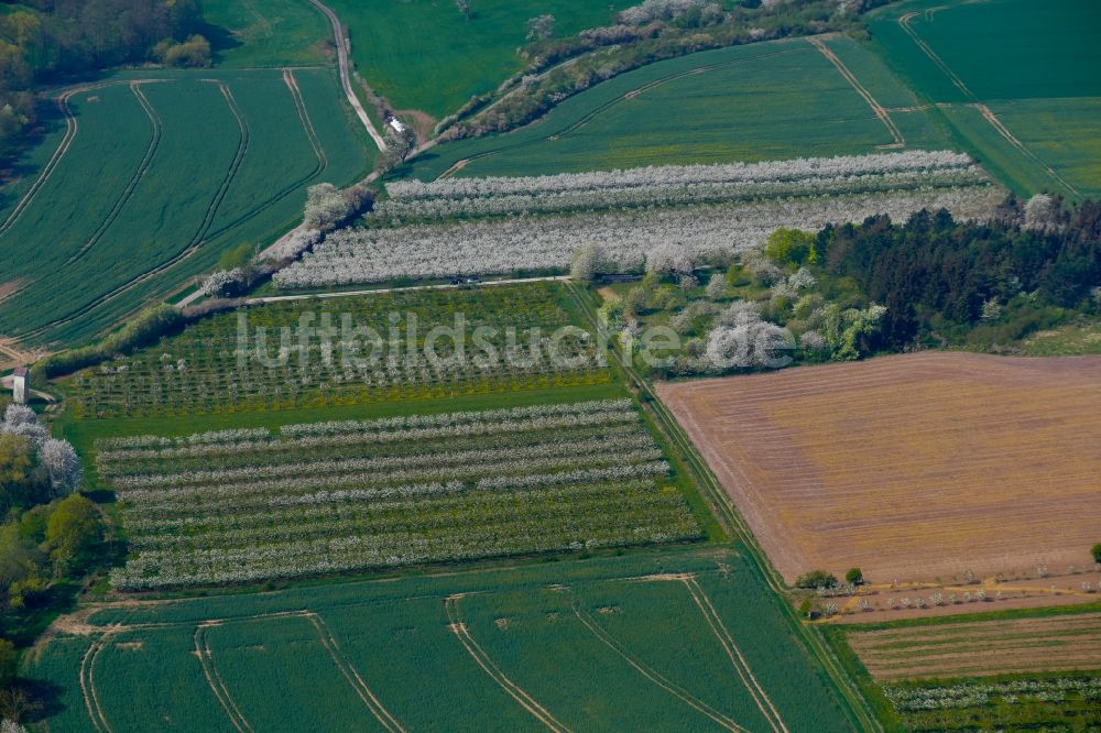 Luftbild Witzenhausen - Kirschblüte im Werratal in Witzenhausen im Bundesland Hessen, Deutschland