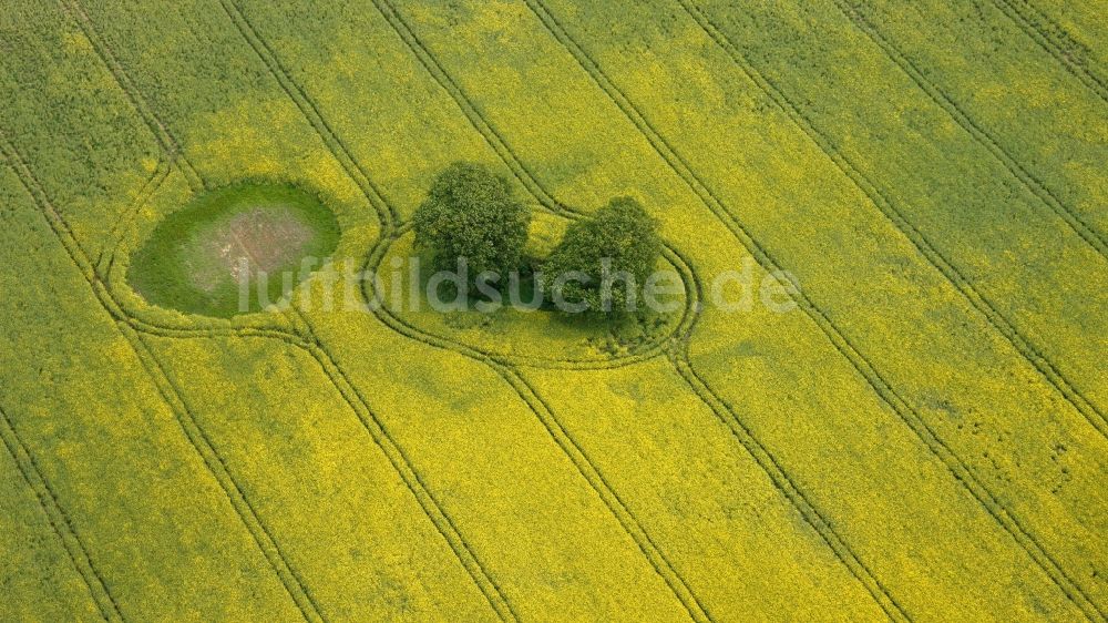 Bollewick aus der Vogelperspektive: Kleine Baumgruppe in Bollewick im Bundesland Mecklenburg-Vorpommern