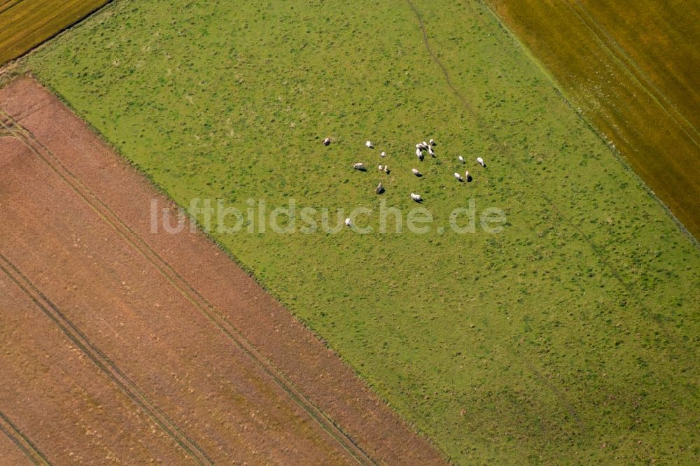 Luftaufnahme Büsum - Kohlfeld bei Büsum im Bundesland Schleswig-Holstein