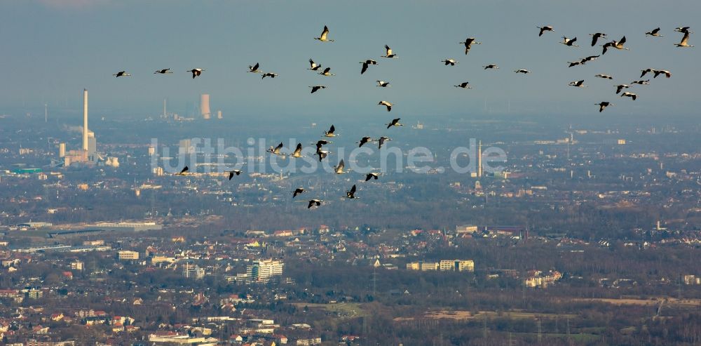 Essen aus der Vogelperspektive: Kraniche im Flug über der Innenstadt von Essen im Bundesland Nordrhein-Westfalen