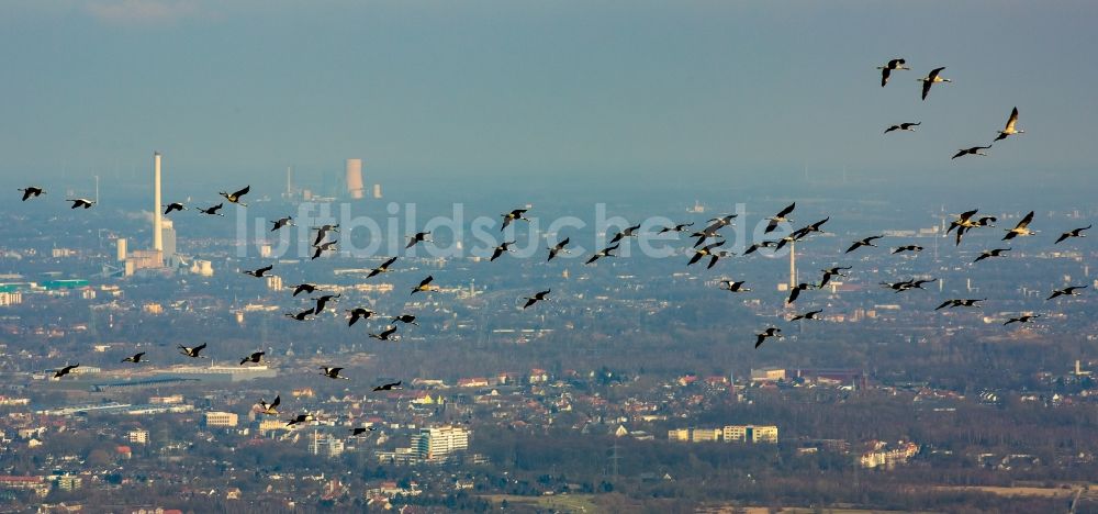 Luftbild Essen - Kraniche im Flug über der Innenstadt von Essen im Bundesland Nordrhein-Westfalen