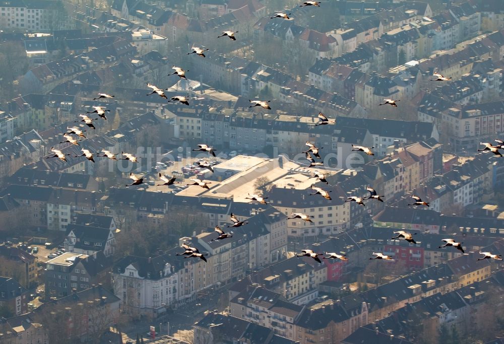 Luftbild Essen - Kraniche im Flug über der Innenstadt von Essen im Bundesland Nordrhein-Westfalen