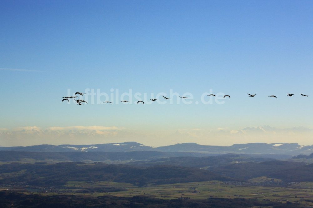 Schopfheim aus der Vogelperspektive: Kraniche ziehen über Schopfheim im Bundesland Baden-Württemberg