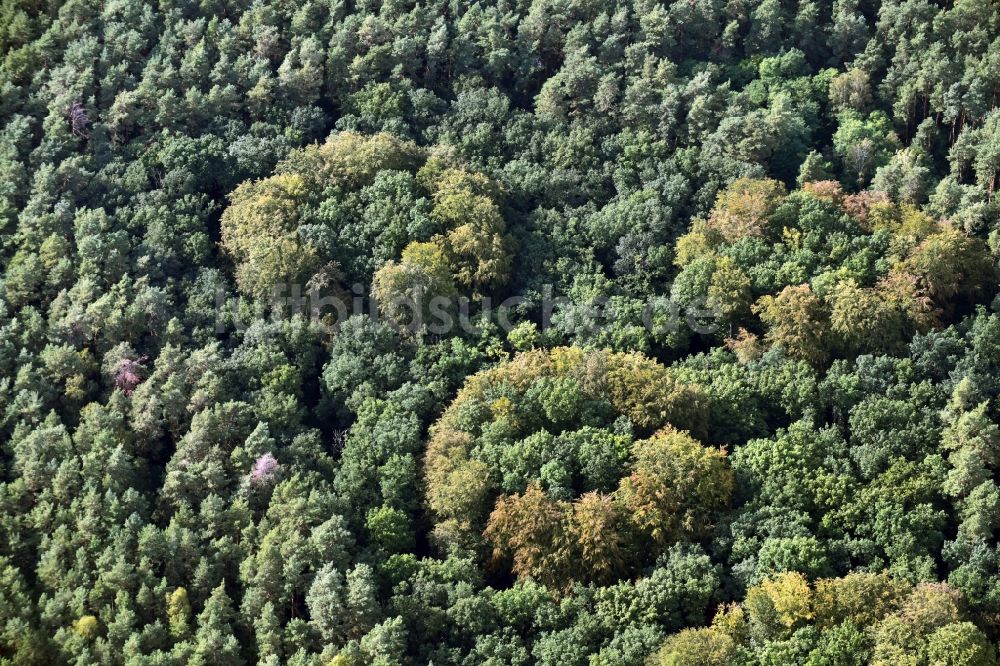 Gosen-Neu Zittau aus der Vogelperspektive: Kreisförmiges Meer bunt gefärbter Blätter an den Baumspitzen in einem Laubbaum- Waldgebiet in Gosen-Neu Zittau im Bundesland Brandenburg