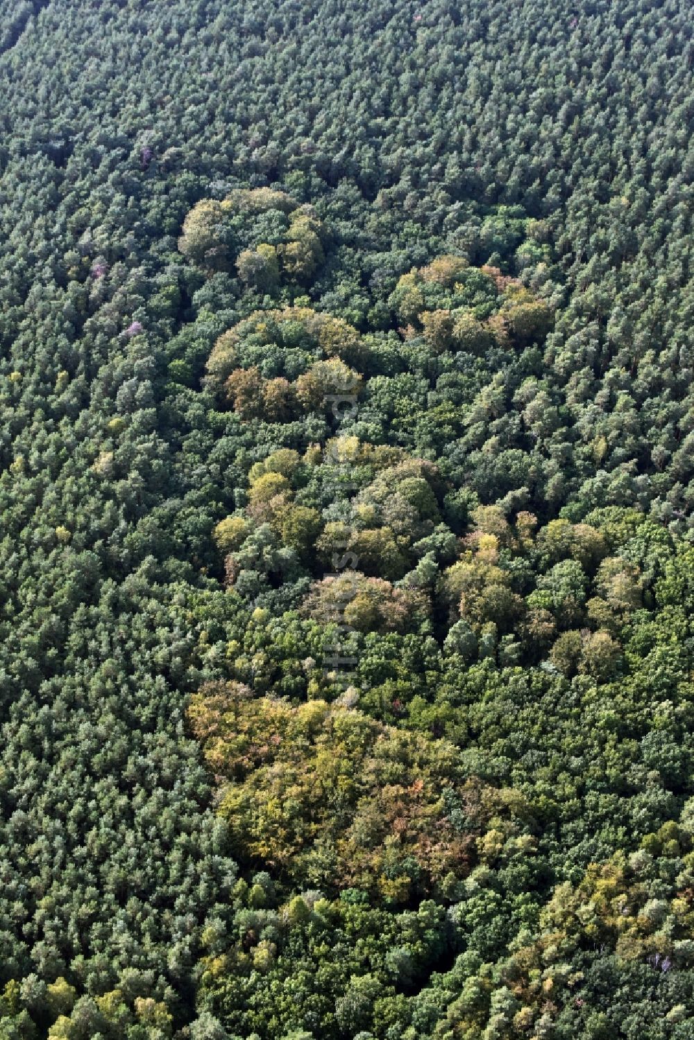 Luftbild Gosen-Neu Zittau - Kreisförmiges Meer bunt gefärbter Blätter an den Baumspitzen in einem Laubbaum- Waldgebiet in Gosen-Neu Zittau im Bundesland Brandenburg