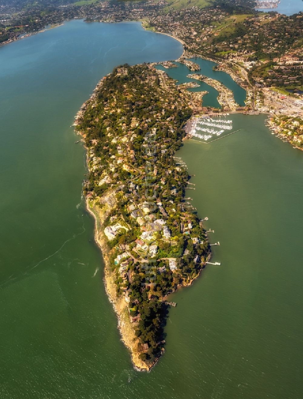 Belvedere Tiburon aus der Vogelperspektive: Küstenbereich der Richardson Bay - Insel in Belvedere Tiburon in USA