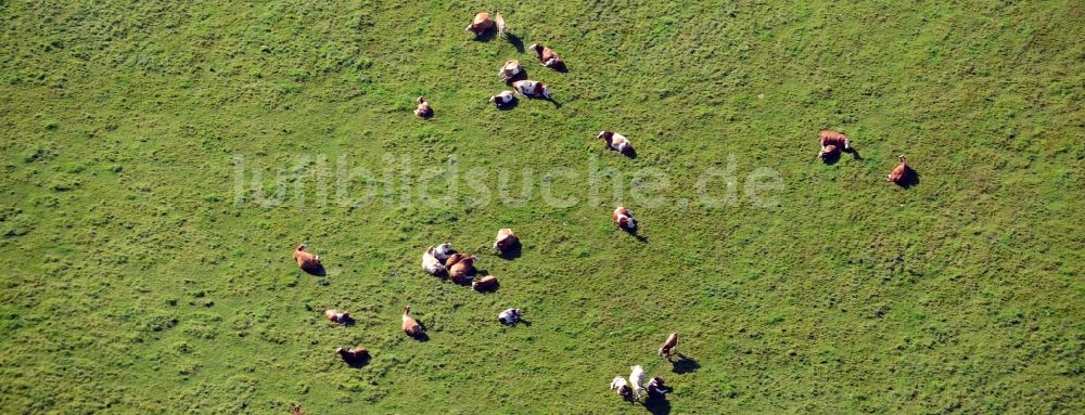 Luftaufnahme Vellahn - Kuh- Herde auf einem Weide- Feld bei Vellahn im Bundesland Mecklenburg-Vorpommern