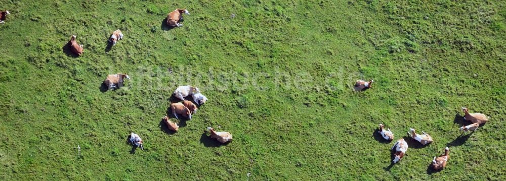 Vellahn aus der Vogelperspektive: Kuh- Herde auf einem Weide- Feld bei Vellahn im Bundesland Mecklenburg-Vorpommern