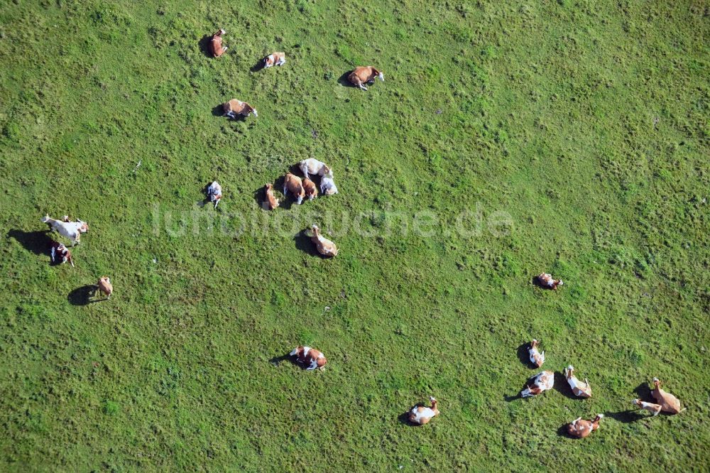 Luftbild Vellahn - Kuh- Herde auf einem Weide- Feld bei Vellahn im Bundesland Mecklenburg-Vorpommern