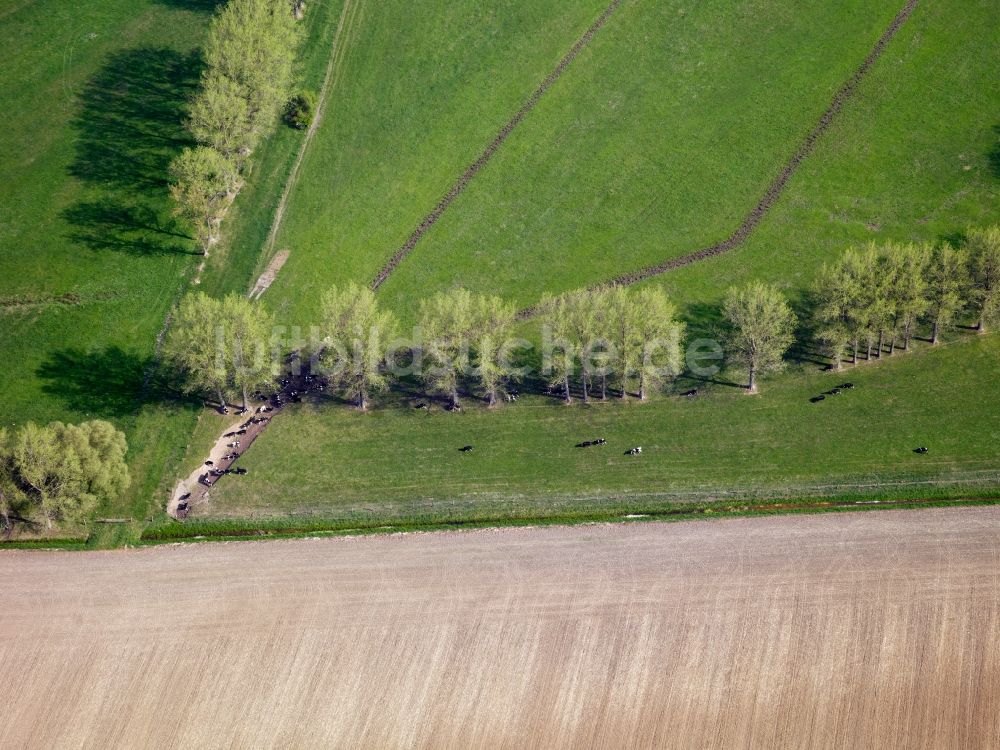 Elbe-Parey aus der Vogelperspektive: Kuhherde in der Gemeinde Elbe-Parey im Landkreis Jerichower Land im Bundesland Sachsen-Anhalt