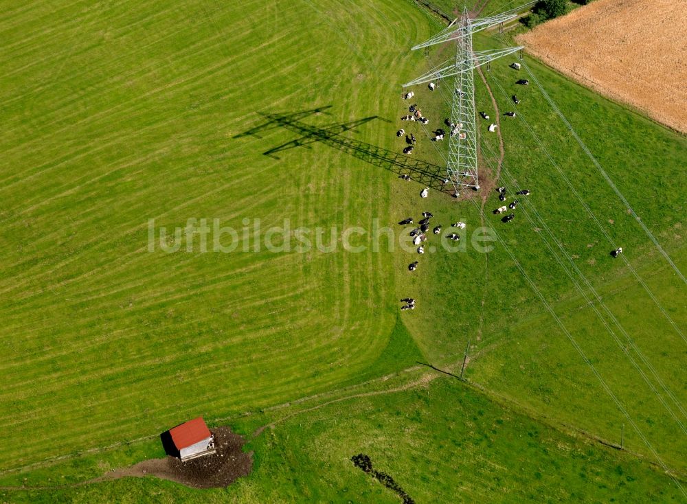 Luftaufnahme Grafenhausen - Kuhherde in der Gemeinde Grafenhausen im Bundesland Baden-Württemberg