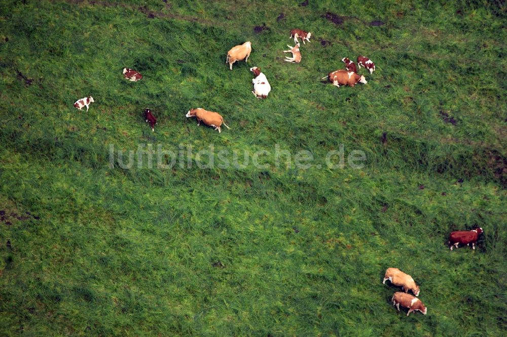 Neustadt an der Orla aus der Vogelperspektive: Kuhherde am Stadtrand von Neustadt an der Orla im Bundesland Thüringen