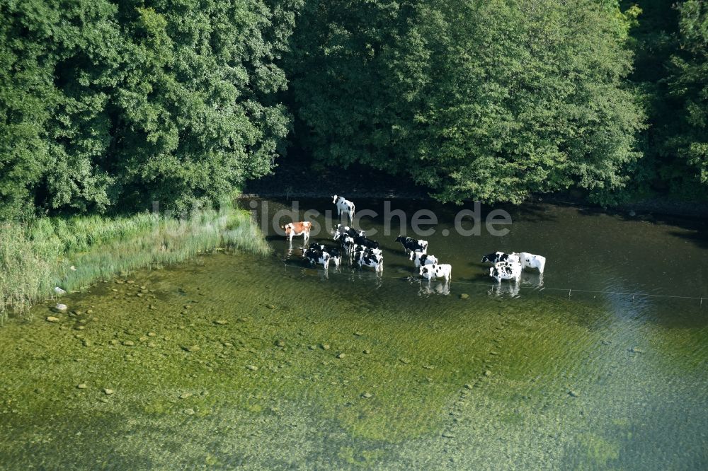 Luftbild Boissower - Kuhherde im Wasser am Ufer des Schaalsees in Boissower im Bundesland Mecklenburg-Vorpommern