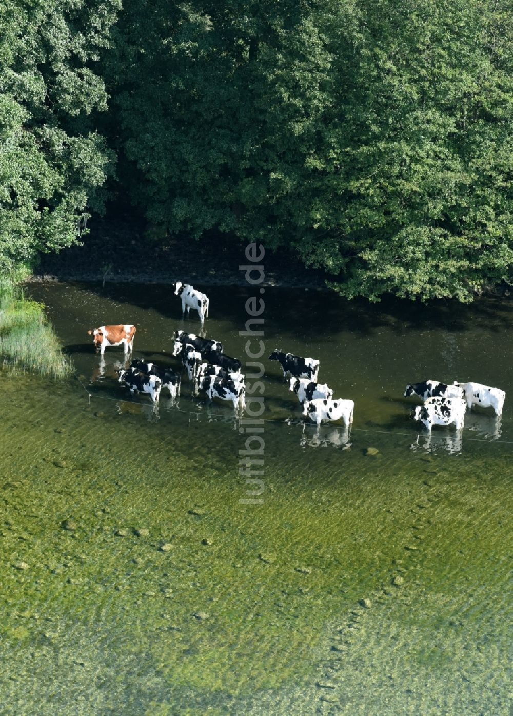 Luftaufnahme Boissower - Kuhherde im Wasser am Ufer des Schaalsees in Boissower im Bundesland Mecklenburg-Vorpommern