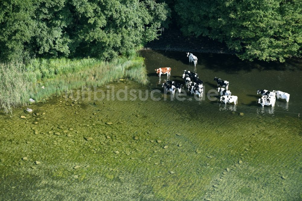 Boissower von oben - Kuhherde im Wasser am Ufer des Schaalsees in Boissower im Bundesland Mecklenburg-Vorpommern