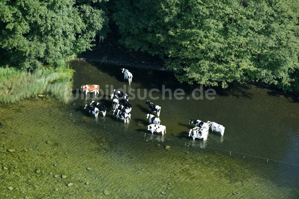 Luftbild Boissower - Kuhherde im Wasser am Ufer des Schaalsees in Boissower im Bundesland Mecklenburg-Vorpommern