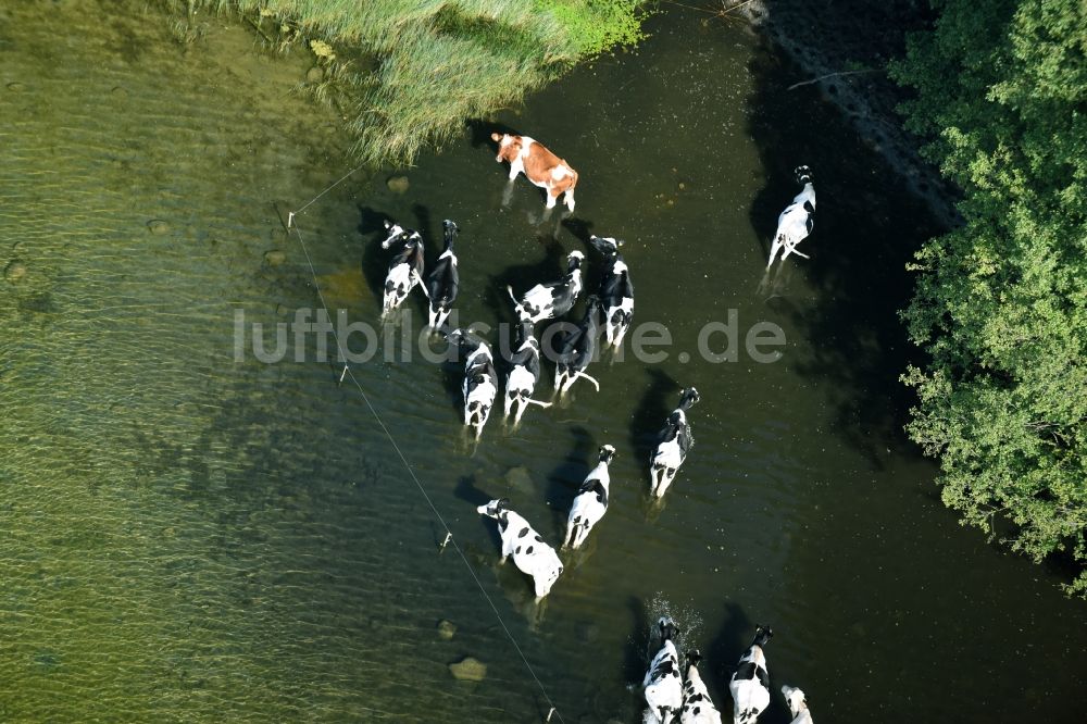 Boissower von oben - Kuhherde im Wasser am Ufer des Schaalsees in Boissower im Bundesland Mecklenburg-Vorpommern