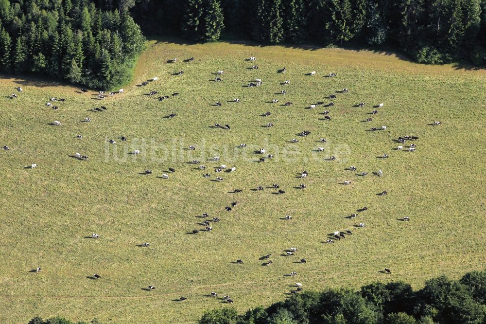 Friedrichroda von oben - Kuhherde auf einer Weide bei Friedrichroda im Bundesland Thüringen