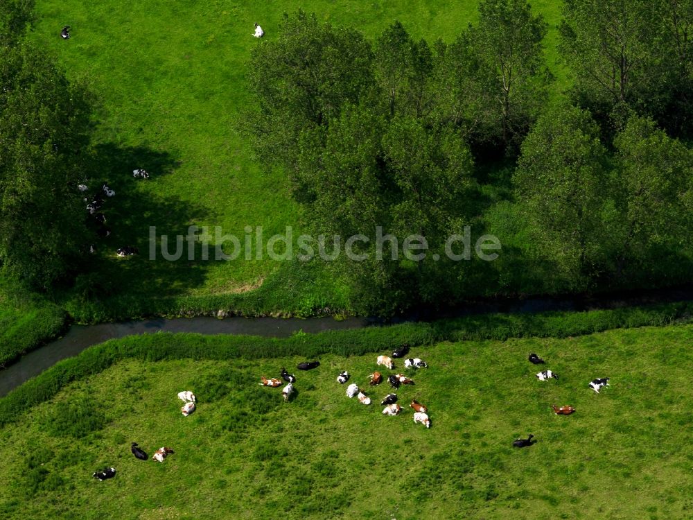 Emmerich aus der Vogelperspektive: Kuhherde auf einer Wiese im Stadtgebiet von Emmerich im Bundesland Nordrhein-Westfalen