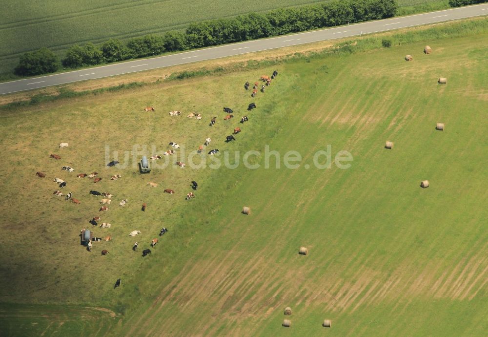 Luftbild Hohenfelden - Kuhweide bei Hohenfelden im Bundesland Thüringen