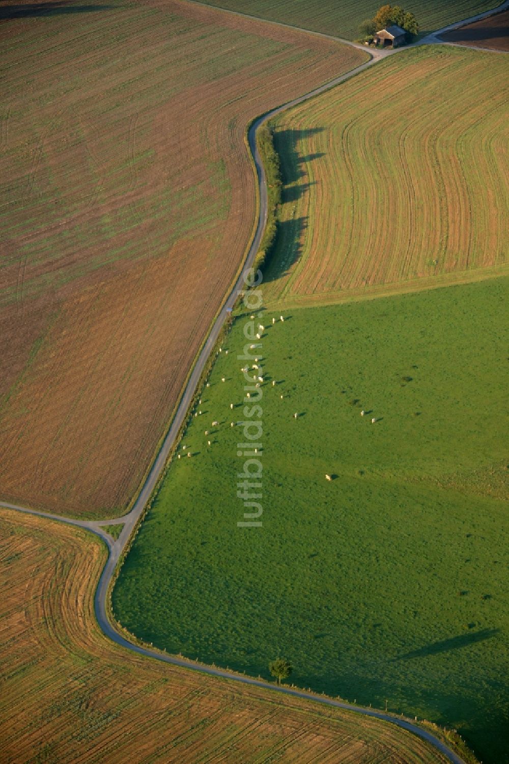 Meschede von oben - Landschaft von angrenzenden Feldern mit Baumgruppe am Stadtrand von Meschede im Bundesland Nordrhein-Westfalen