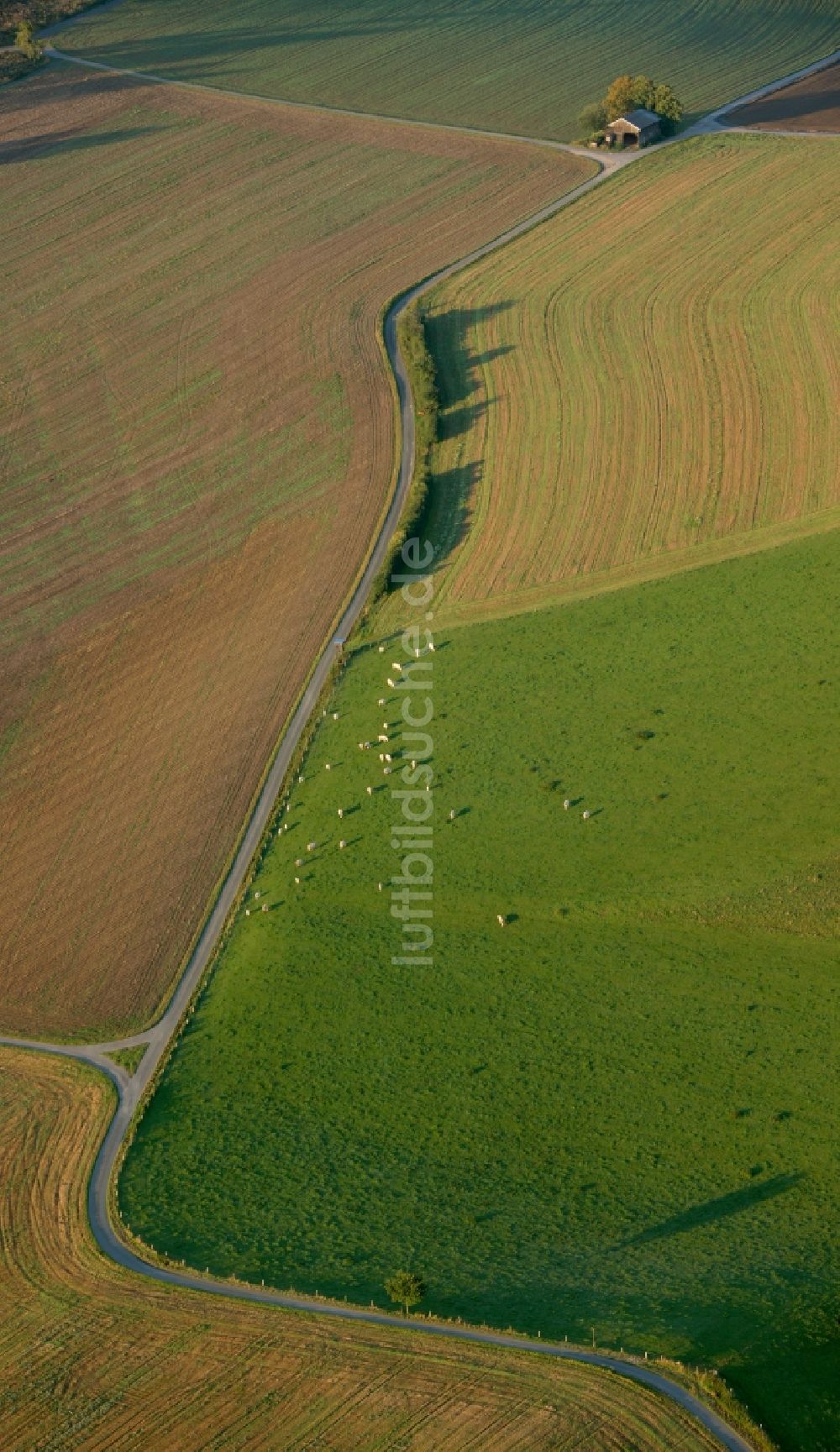 Meschede aus der Vogelperspektive: Landschaft von angrenzenden Feldern mit Baumgruppe am Stadtrand von Meschede im Bundesland Nordrhein-Westfalen