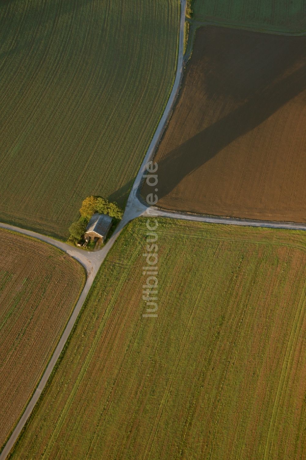 Meschede aus der Vogelperspektive: Landschaft von angrenzenden Feldern mit Baumgruppe am Stadtrand von Meschede im Bundesland Nordrhein-Westfalen