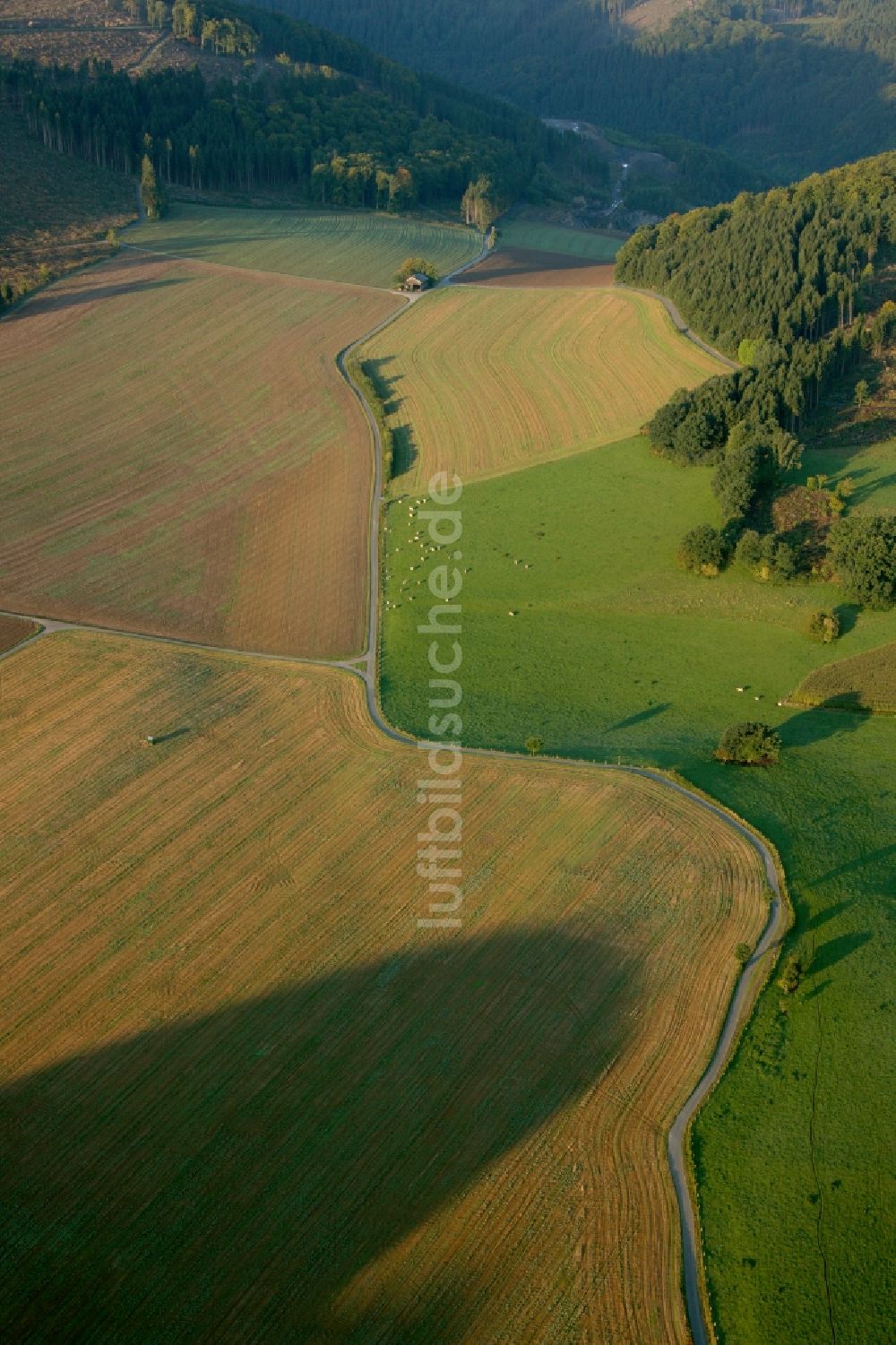 Luftbild Meschede - Landschaft von angrenzenden Feldern mit Baumgruppe am Stadtrand von Meschede im Bundesland Nordrhein-Westfalen