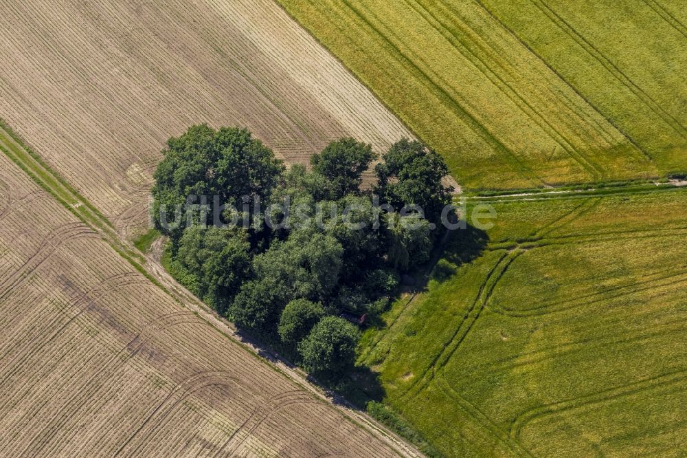 Datteln aus der Vogelperspektive: Landschaft einer Baumgruppe in Herzform mit Feldern und Wegen bei Datteln in Nordrhein-Westfalen