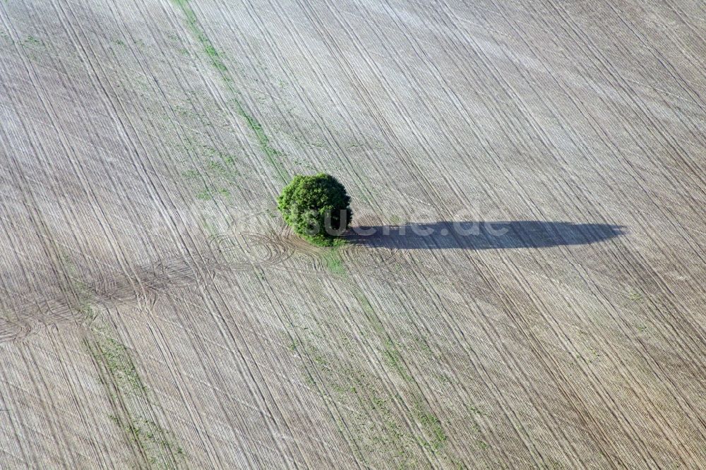 Coswig von oben - Landschaft gepflügter Felder mit Baum bei Coswig im Bundesland Sachsen-Anhalt