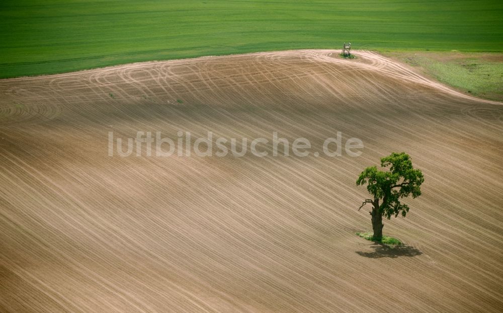 Luftbild Ludorf - Landschaft umgepflügter Felder mit inselförmigen Baum- und Strauchbewuchs in Ludorf im Bundesland Mecklenburg-Vorpommern