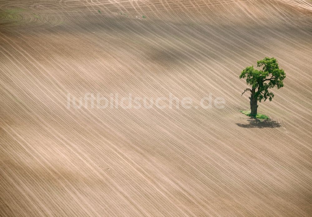 Luftaufnahme Ludorf - Landschaft umgepflügter Felder mit inselförmigen Baum- und Strauchbewuchs in Ludorf im Bundesland Mecklenburg-Vorpommern