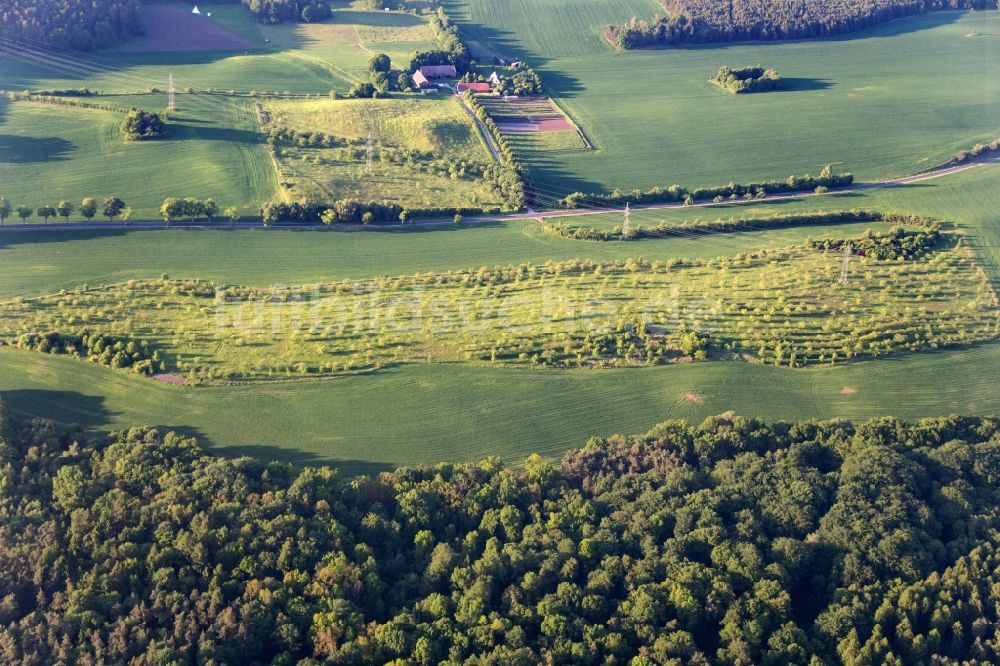 Luftaufnahme Coswig - Landschaftsstimmung an einer im Tal gelegenen Baum- Obstplantage bei Coswig im Bundesland Sachsen-Anhalt